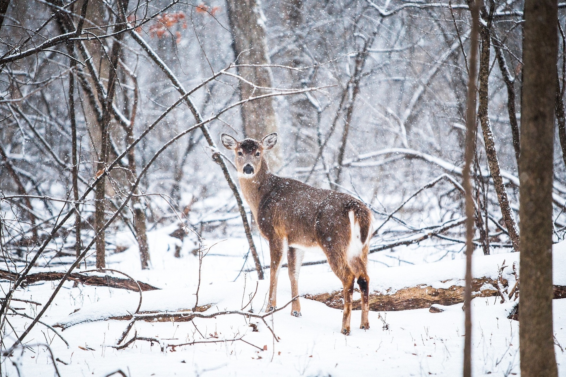 How Deer And Wildlife Feeders Can Be Useful For Your Yard