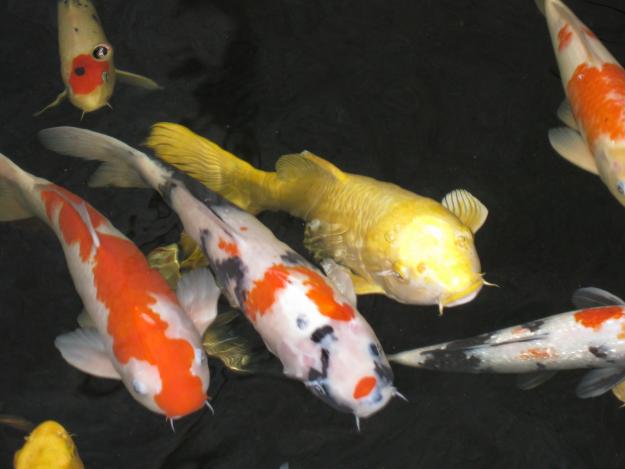 What kind of food to feed Kori fish? Learn more about an ideal Koi fish diet!